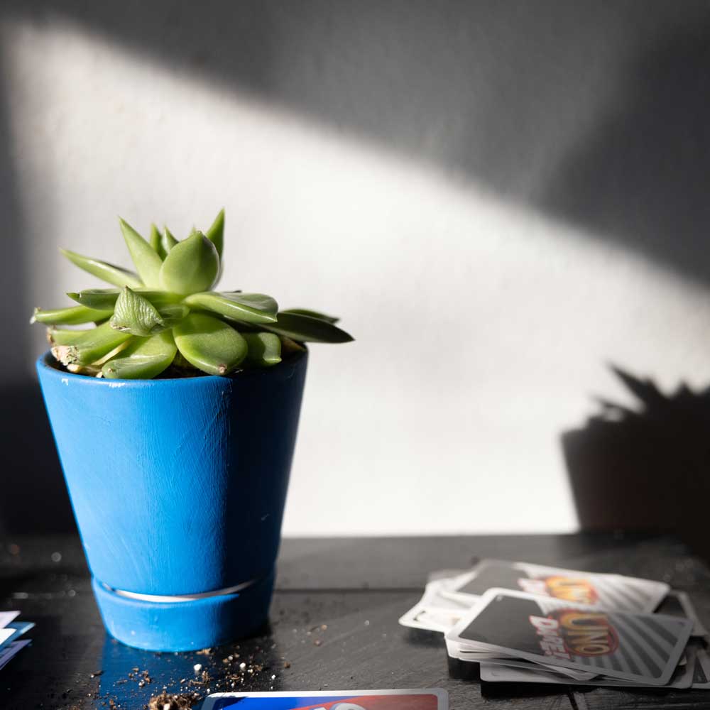 succulent plant in a blue vase